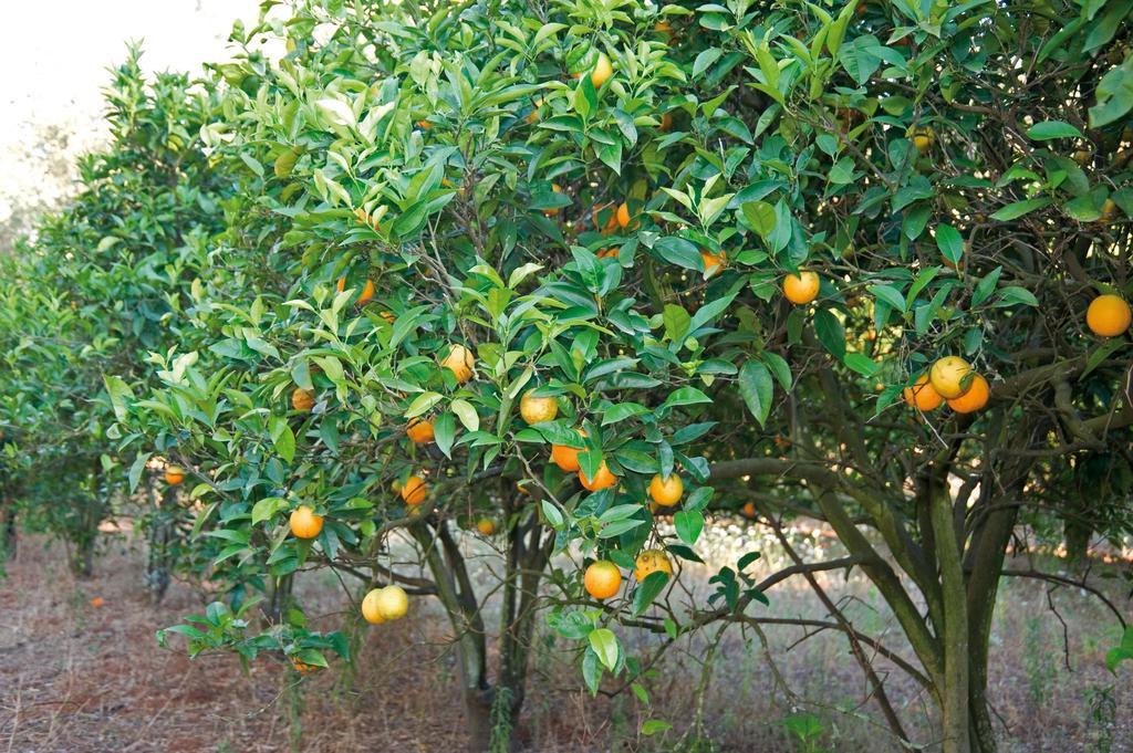 Tenuta Badessa 卡萨拉柏特 外观 照片